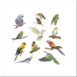 Various Colorful Parrots Posters and Art